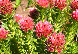 Rhodiola Rosea extract